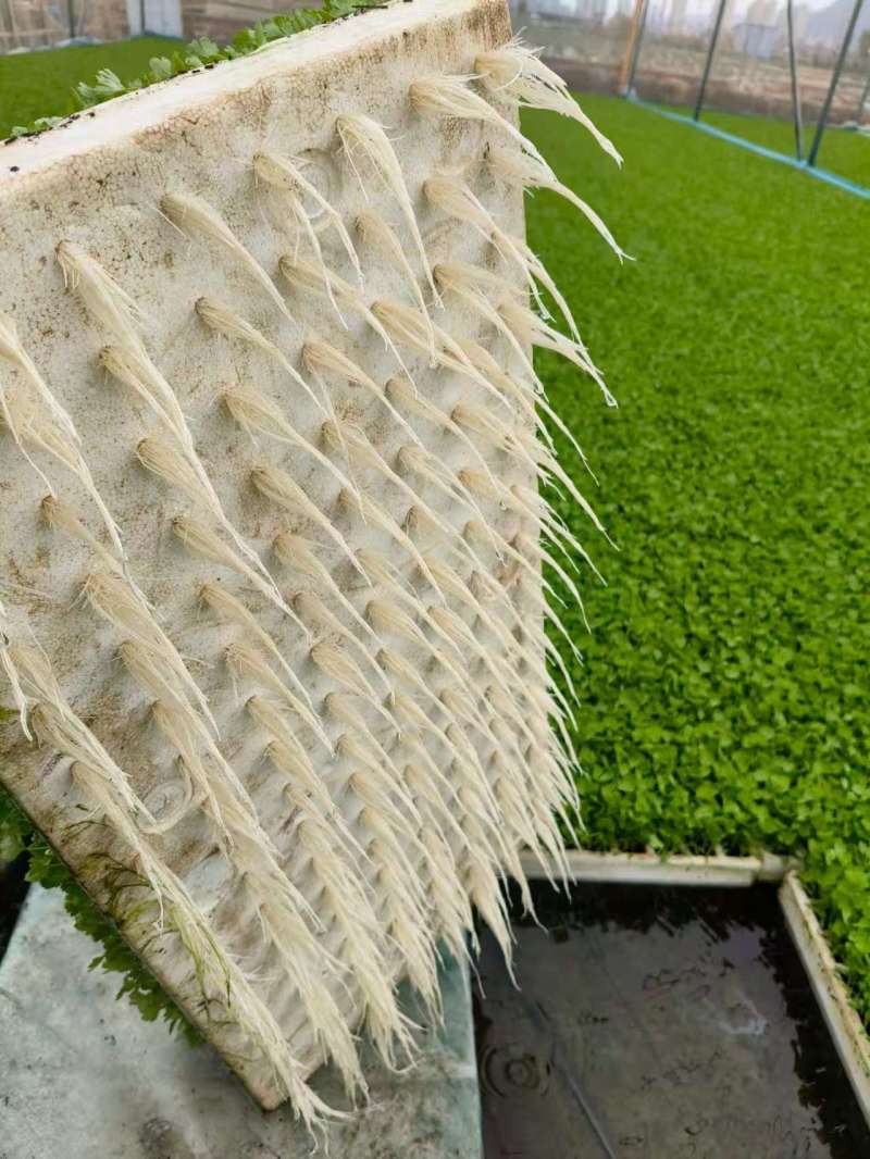 芹菜苗基地直销量大质优价格优惠支持视频看货欢迎采购