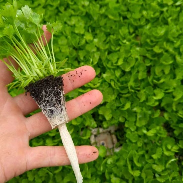 芹菜苗基地直销量大质优价格优惠支持视频看货欢迎采购