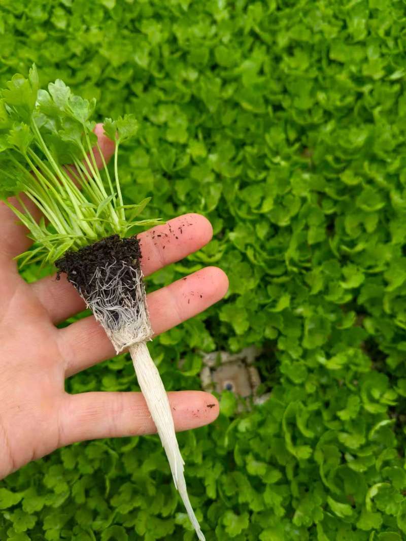 芹菜苗基地直销量大质优价格优惠支持视频看货欢迎采购