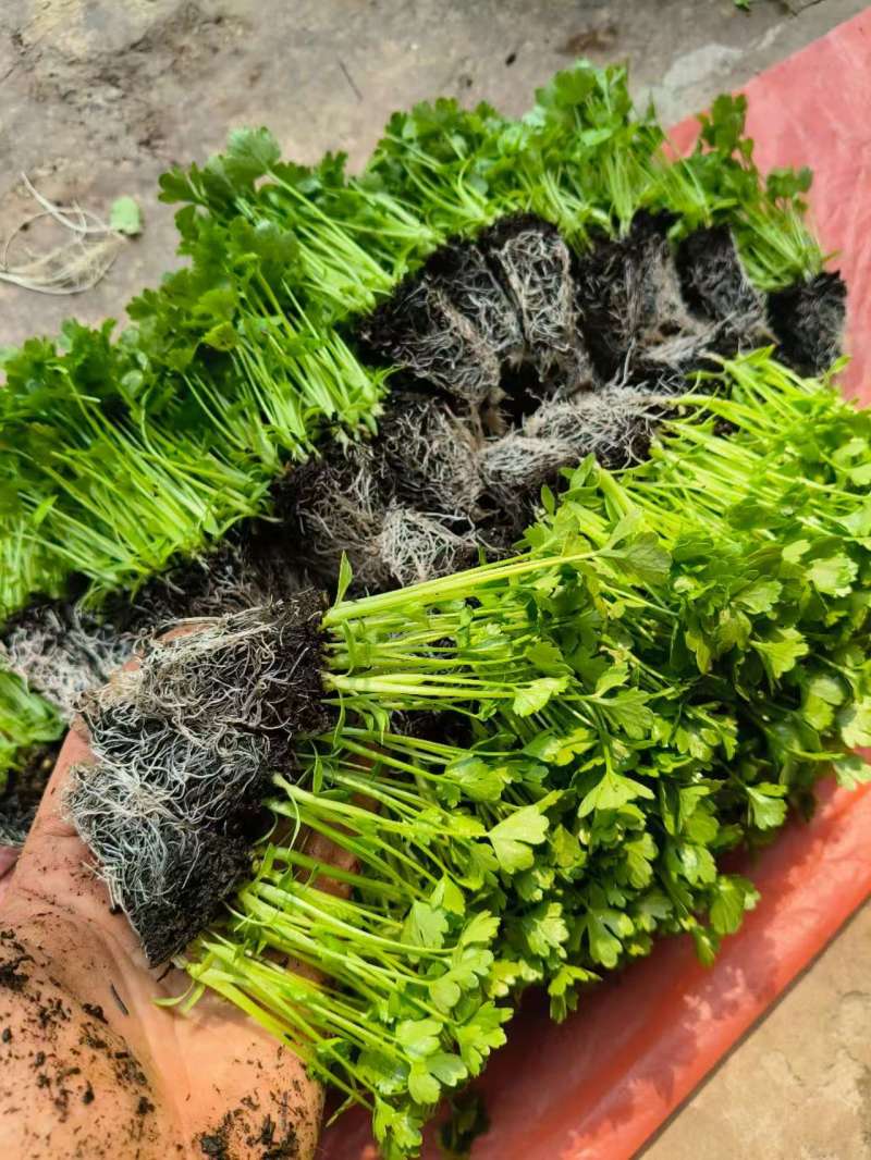 芹菜苗基地直销量大质优价格优惠支持视频看货欢迎采购