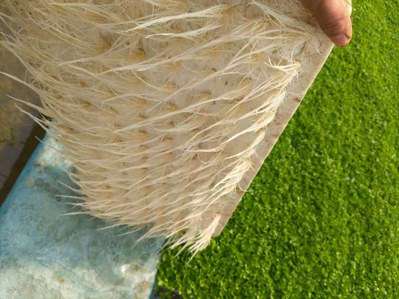 芹菜苗基地直销量大质优价格优惠支持视频看货欢迎采购