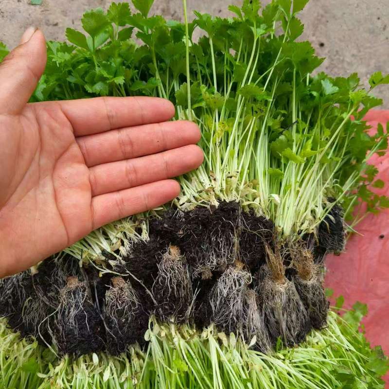云南小香芹穴盘苗芹菜苗一穴多颗无病虫害欢迎各大老板采购