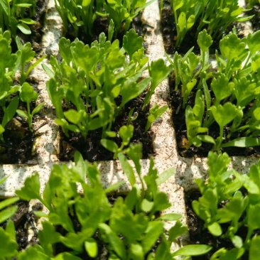 芹菜苗小香芹苗基地直销量大质优价格优惠成活率高