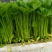 芹菜苗小香芹苗基地直销量大质优价格优惠成活率高