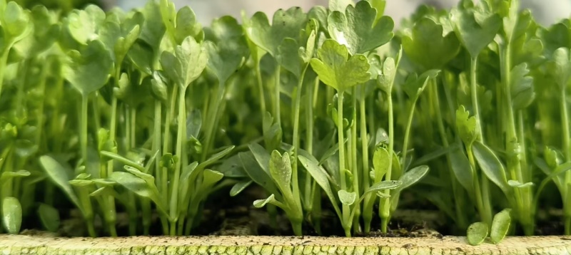 芹菜苗小香芹苗基地直销量大质优价格优惠成活率高