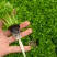 芹菜苗小香芹苗基地直销量大质优价格优惠成活率高