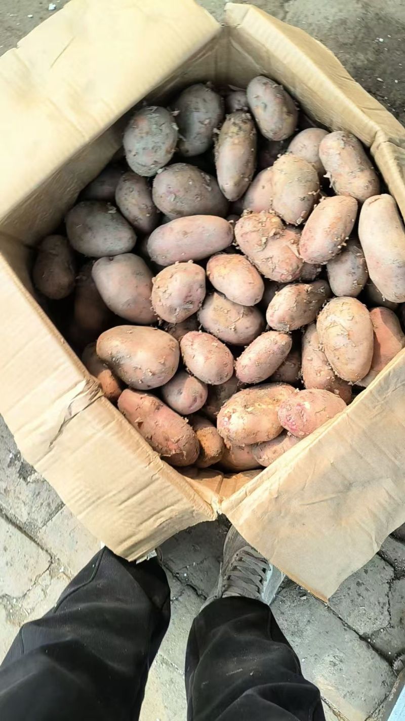 特菜七彩土豆署形好规格全承接酒店餐饮食堂可线上交易货量大