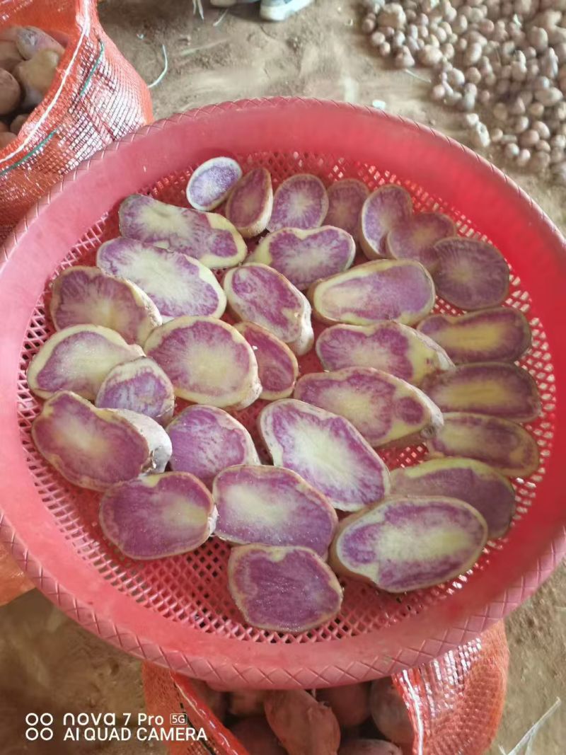 特菜七彩土豆署形好规格全承接酒店餐饮食堂可线上交易货量大