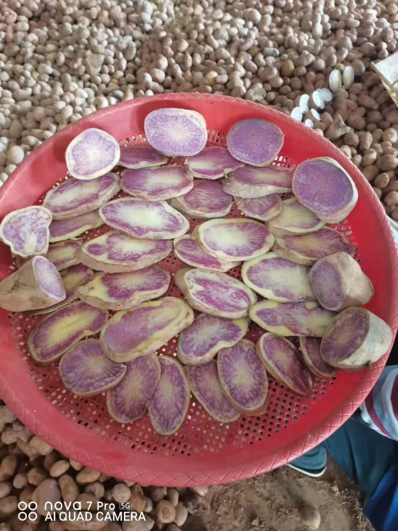 特菜七彩土豆署形好规格全承接酒店餐饮食堂可线上交易货量大