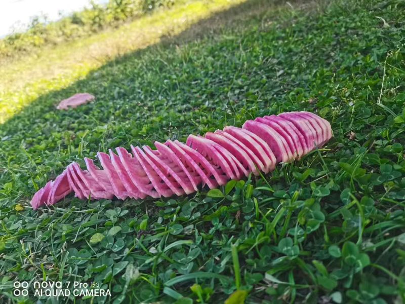 特菜七彩土豆署形好规格全承接酒店餐饮食堂可线上交易货量大