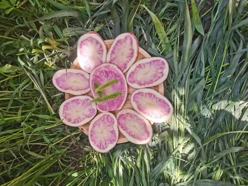 特菜七彩土豆署形好规格全承接酒店餐饮食堂可线上交易货量大