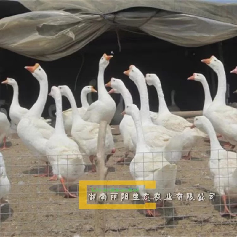 湖南衡阳大三花鹅苗量大从优欢迎老板联系