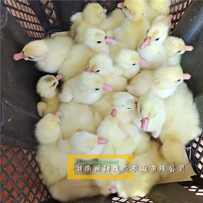 湖南衡阳大三花鹅苗量大从优欢迎老板联系
