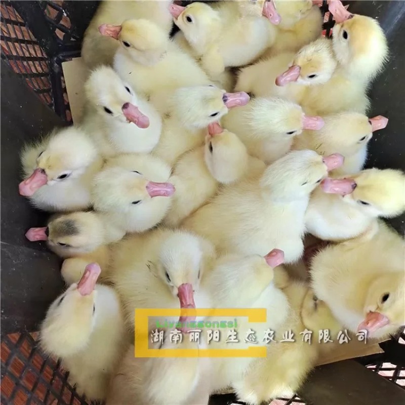湖南衡阳大三花鹅苗量大从优欢迎老板联系