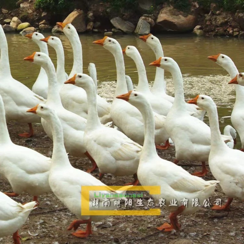 湖南衡阳大三花鹅苗量大从优欢迎老板联系