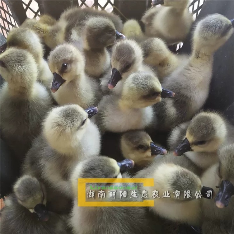 鹅苗湖南灰鹅/马岗鹅苗/杂交鹅/草鹅苗量大从优欢迎联系