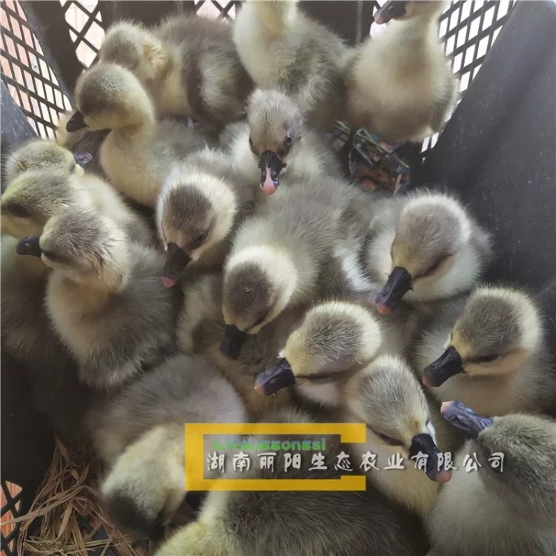 鹅苗湖南灰鹅/马岗鹅苗/杂交鹅/草鹅苗量大从优欢迎联系