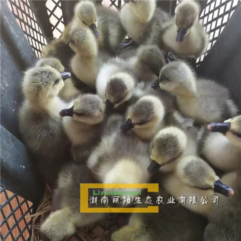 鹅苗湖南灰鹅/马岗鹅苗/杂交鹅/草鹅苗量大从优欢迎联系
