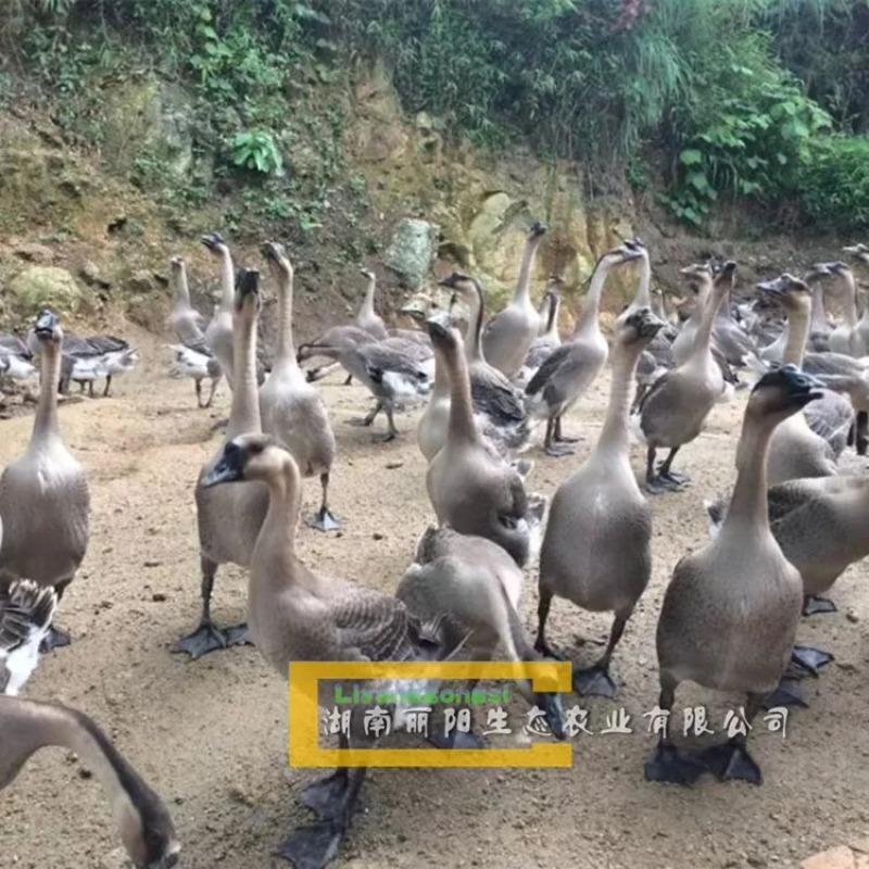 鹅苗湖南灰鹅/马岗鹅苗/杂交鹅/草鹅苗量大从优欢迎联系