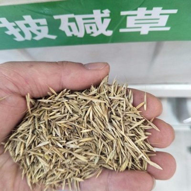 披碱草种子