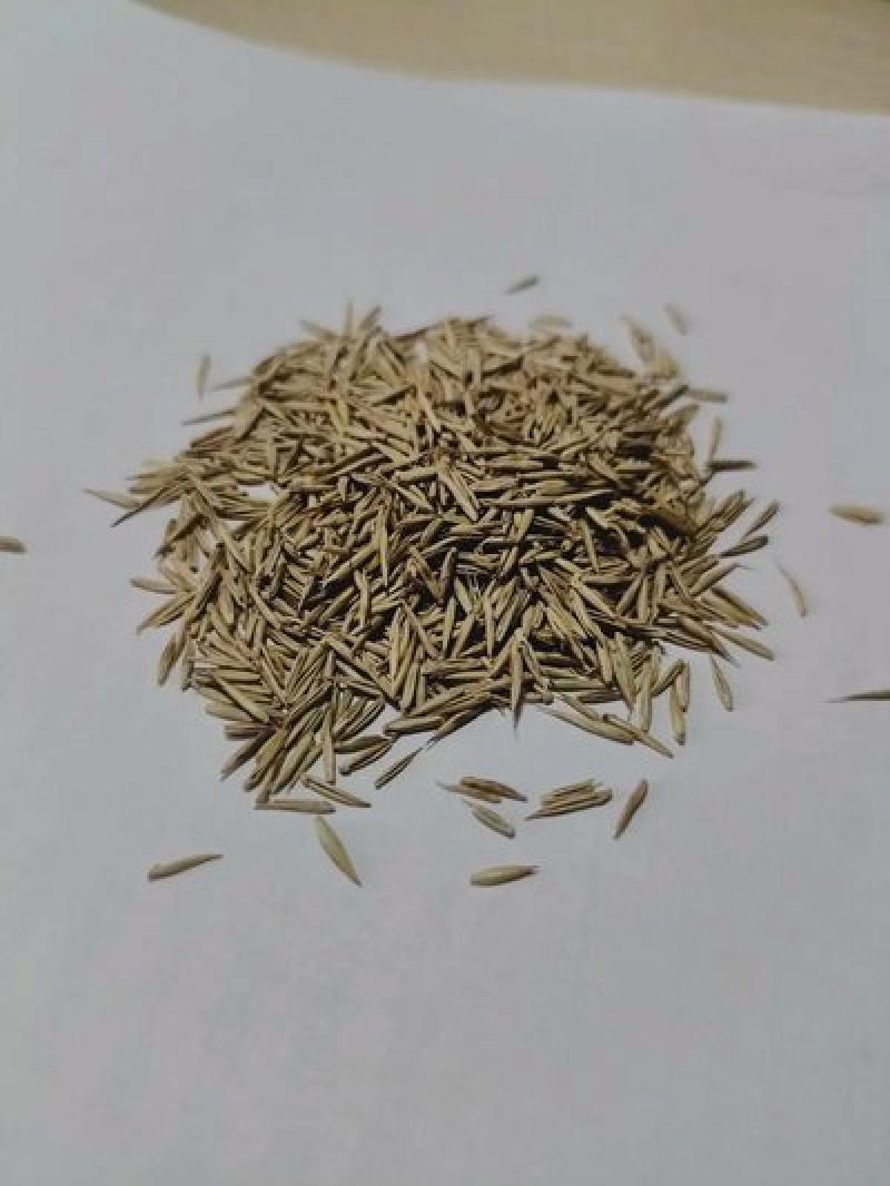 披碱草种子