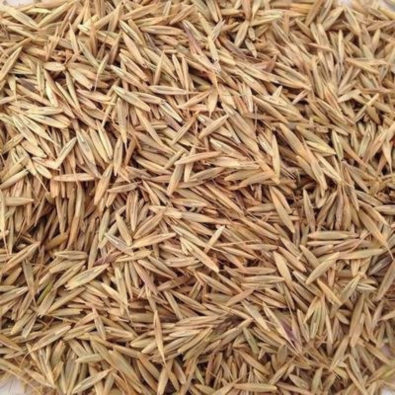 老芒麦种子披碱草种子