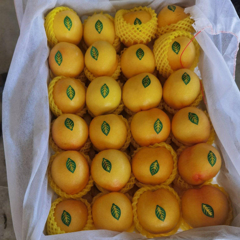 黄桃油桃湖北量大优惠精品油桃
