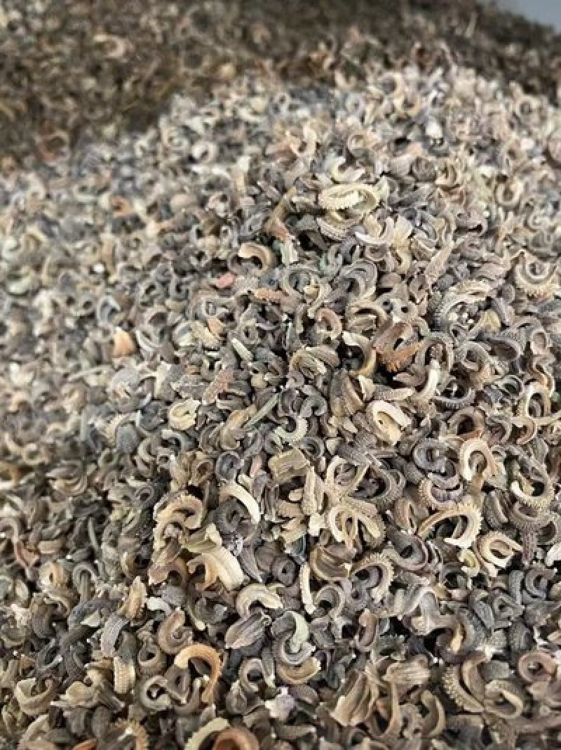 金盏菊种子