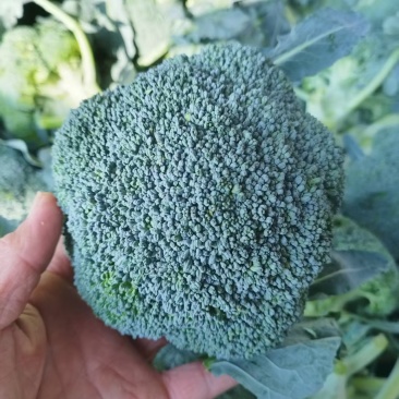 西兰花大量上市，对接市场档口，电商商超，量大从优