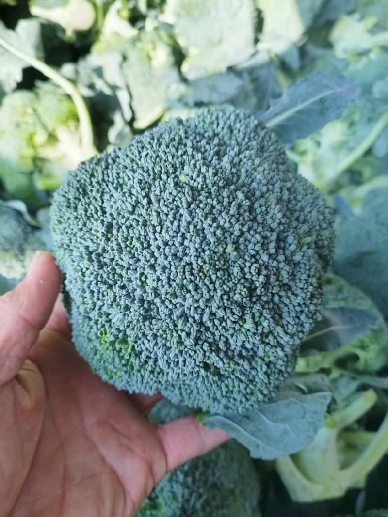 西兰花大量上市，对接市场档口，电商商超，量大从优
