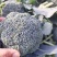 西兰花大量上市，对接市场档口，电商商超，量大从优