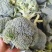 西兰花大量上市，对接市场档口，电商商超，量大从优