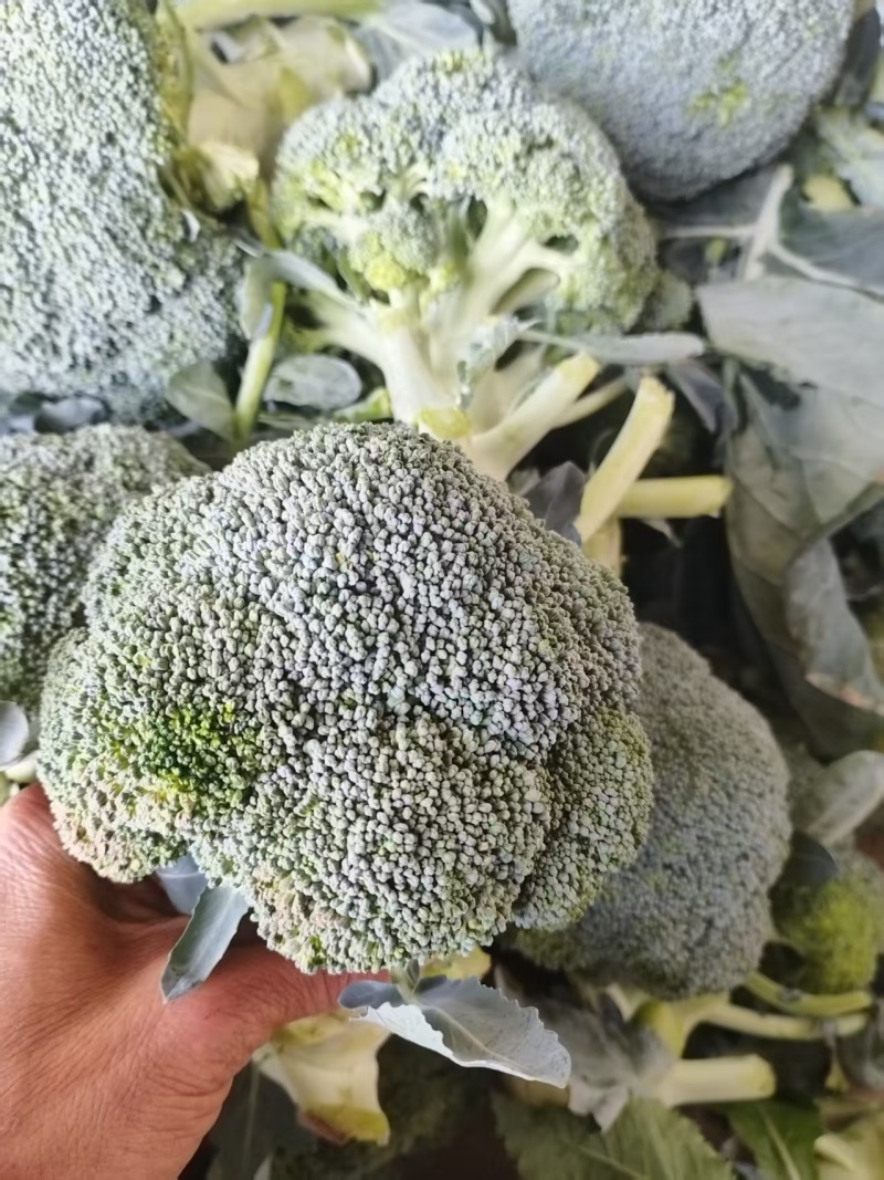 西兰花大量上市，对接市场档口，电商商超，量大从优