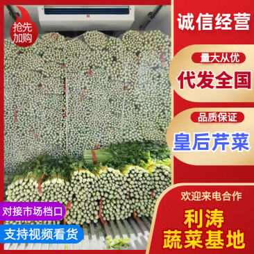 精品芹菜大量上市。细颗中颗都有。走超市，市场。大量有货