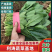 大叶菠菜20~25厘米，大量上市走超市。走市场。