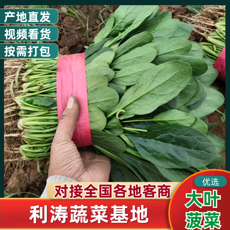 大叶菠菜20~25厘米，大量上市走超市。走市场。