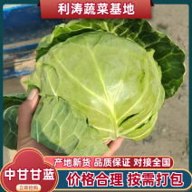 绿甘蓝，袋装，散装都可以。走市场，加工厂量大从优欢迎选购