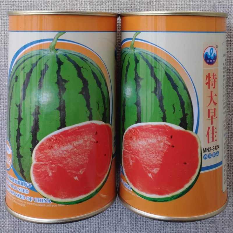 特大早佳8424西瓜种子早熟高糖高产细脆香甜圆形西瓜种籽