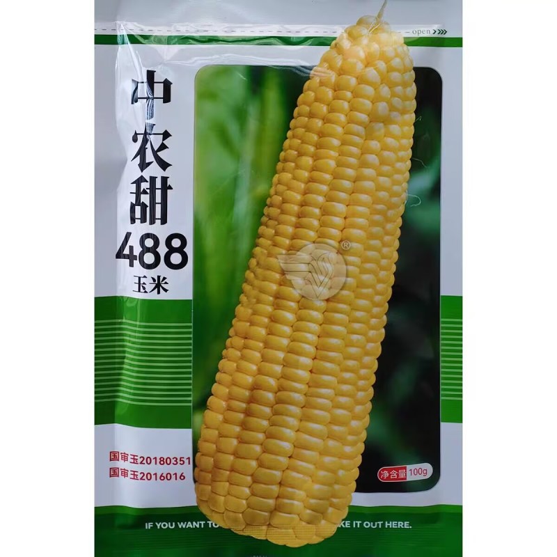 中农甜488超甜水果玉米种子香甜可口鲜食高产大棒甜玉米种