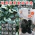黑誉塌地菠菜种子趴地菠菜种籽春秋冬季耐寒蔬菜越冬波菠菜种