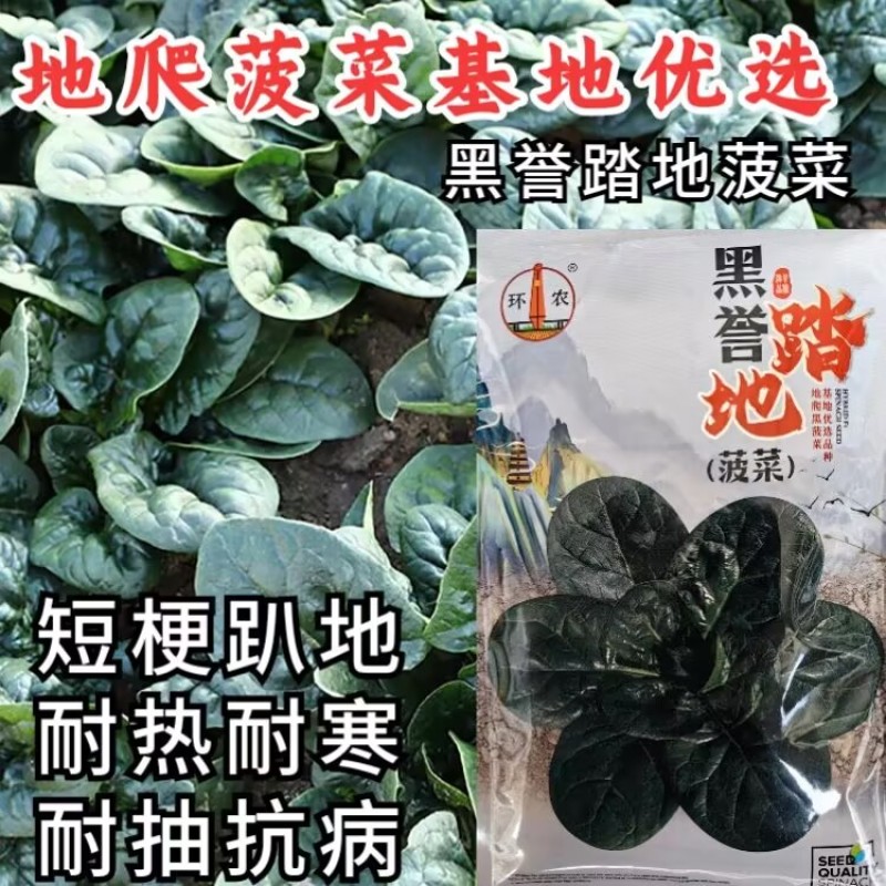 黑誉塌地菠菜种子趴地菠菜种籽春秋冬季耐寒蔬菜越冬波菠菜种