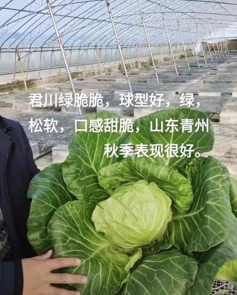 君川绿脆脆软菜甘蓝种子口感甜脆松软抗病软绿耐裂包菜卷心菜