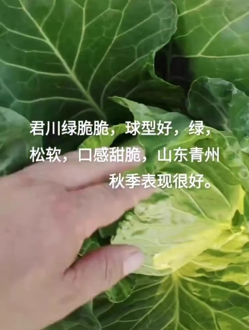 君川绿脆脆软菜甘蓝种子口感甜脆松软抗病软绿耐裂包菜卷心菜