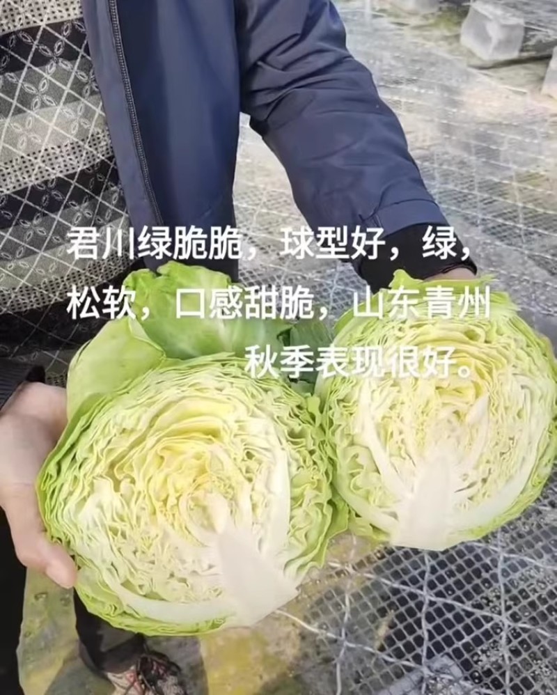 君川绿脆脆软菜甘蓝种子口感甜脆松软抗病软绿耐裂包菜卷心菜