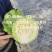君川绿脆脆软菜甘蓝种子口感甜脆松软抗病软绿耐裂包菜卷心菜