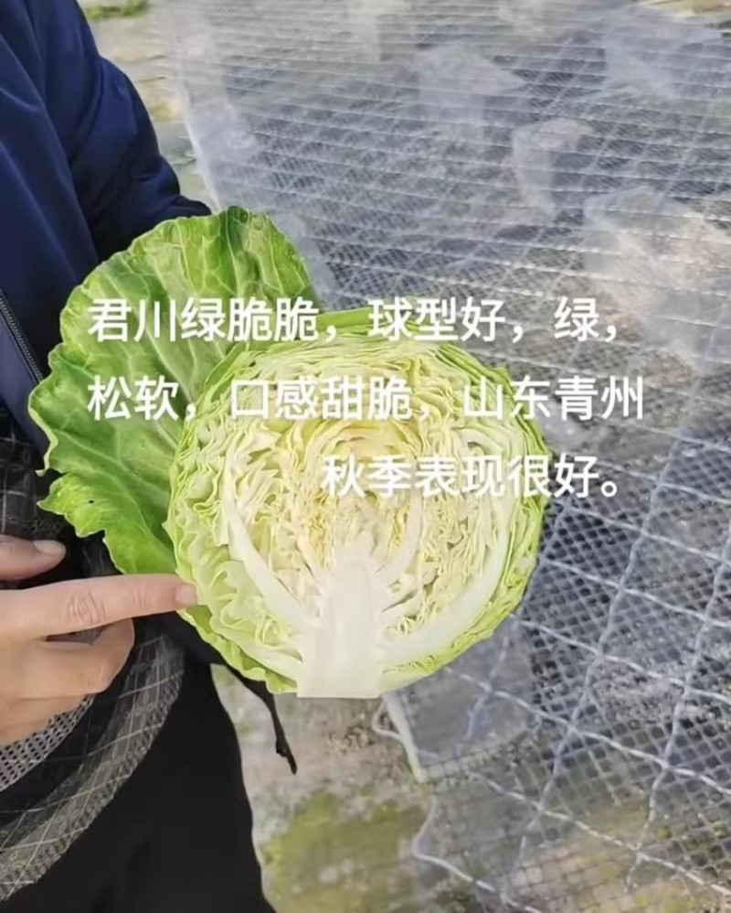 君川绿脆脆软菜甘蓝种子口感甜脆松软抗病软绿耐裂包菜卷心菜