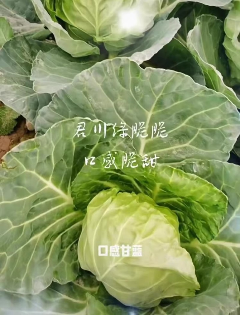 君川绿脆脆软菜甘蓝种子口感甜脆松软抗病软绿耐裂包菜卷心菜