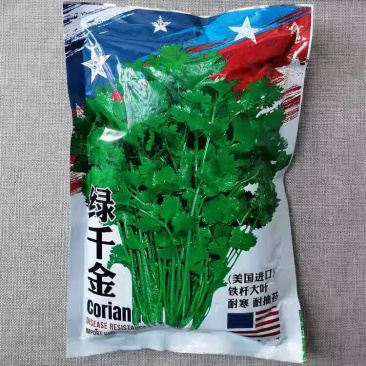 绿千金香菜种子美国铁杆大叶翠绿芫荽种籽耐热耐寒耐抽苔