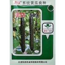 津优509黄瓜种子油亮型顺直高产密黄瓜种籽春夏秋青瓜种孑