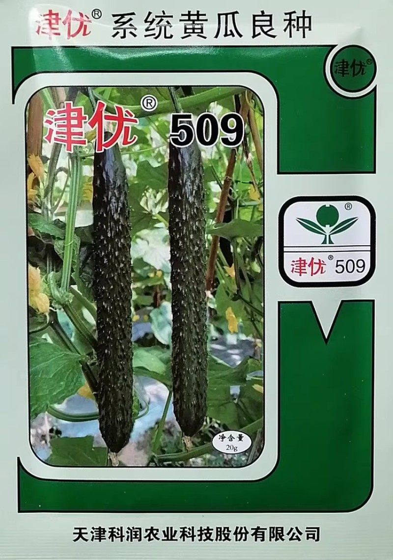 津优509黄瓜种子油亮型顺直高产密黄瓜种籽春夏秋青瓜种孑